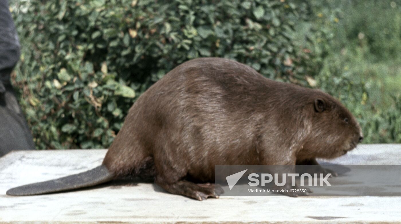 Beaver