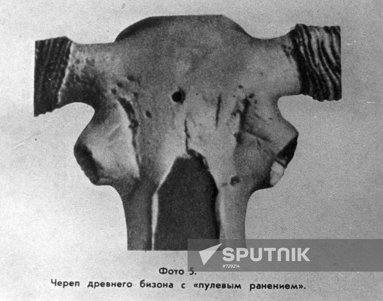 Ancient bison skull with "bullet" hole