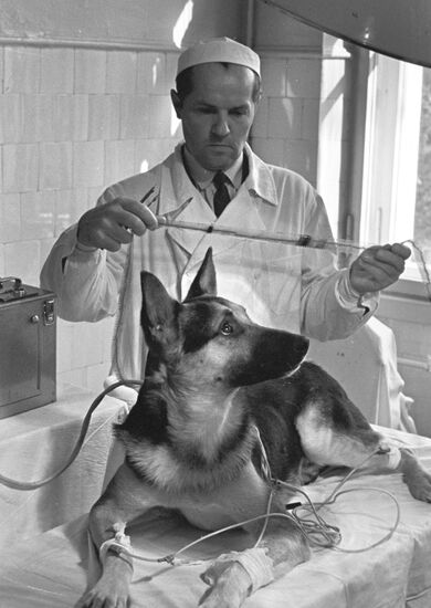 Surgeon Vladimir Demikhov and his patient Grishka