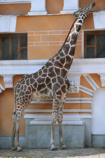 Giraffe