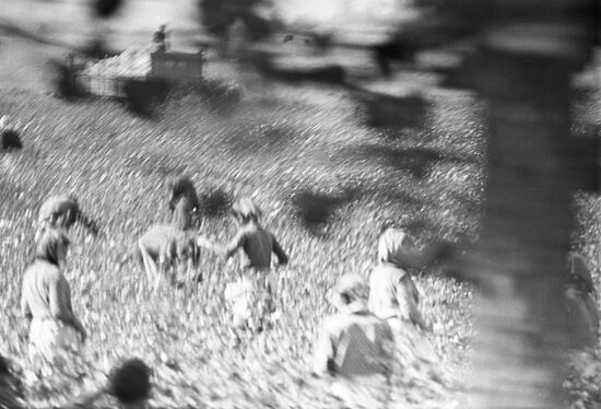 Cotton harvesting