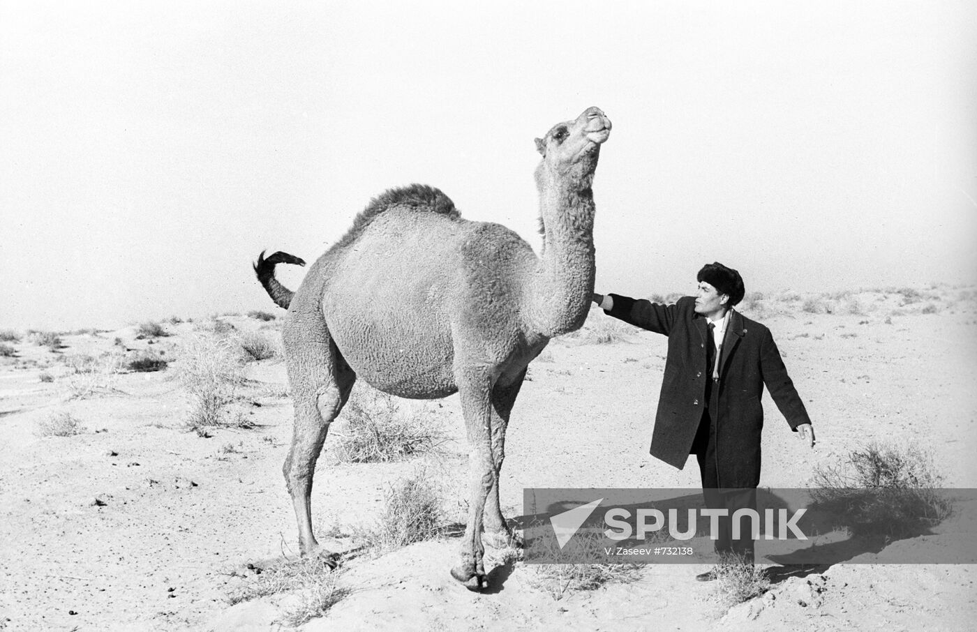 Camel