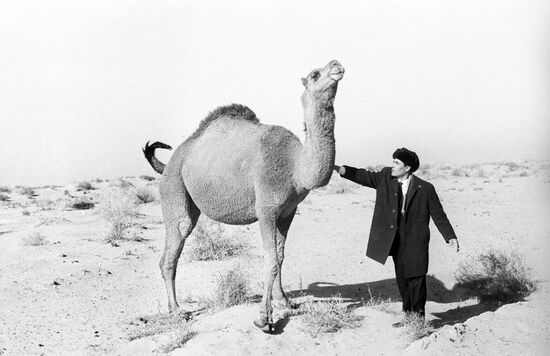 Camel