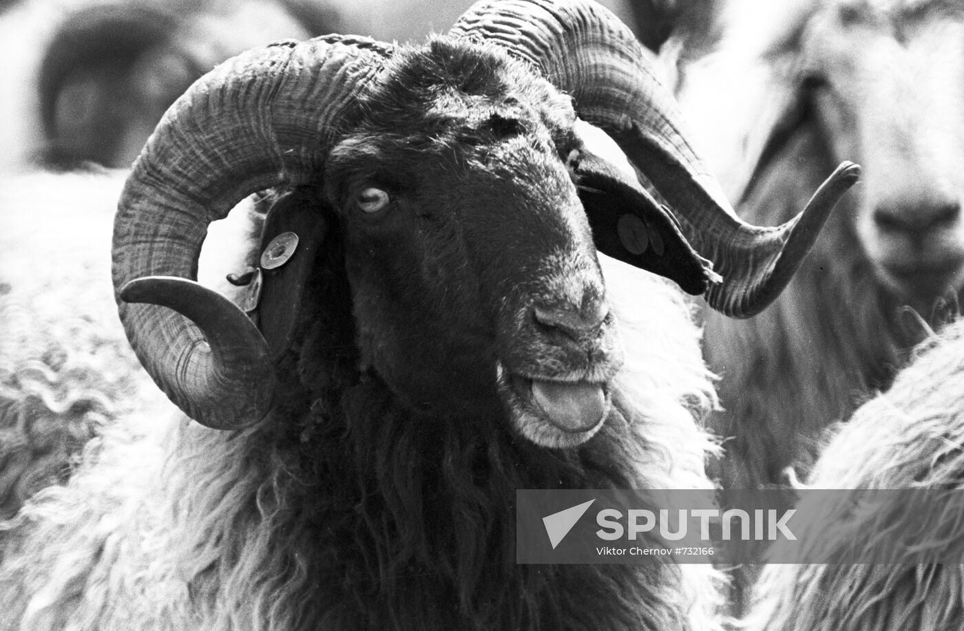 A ram