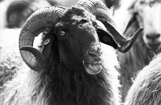 A ram