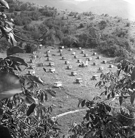 Bee yard of the Kirov forestry