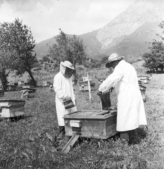 Bee farmers in a bee yard