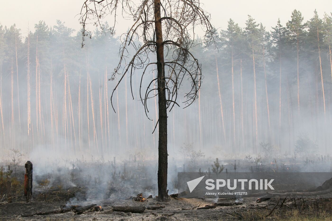 Forest fires in Voronezh Region