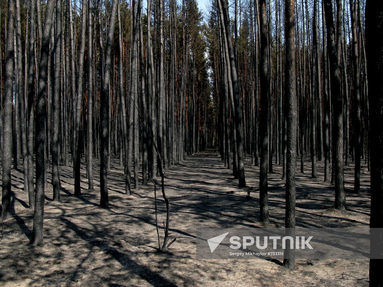 Forest after fire