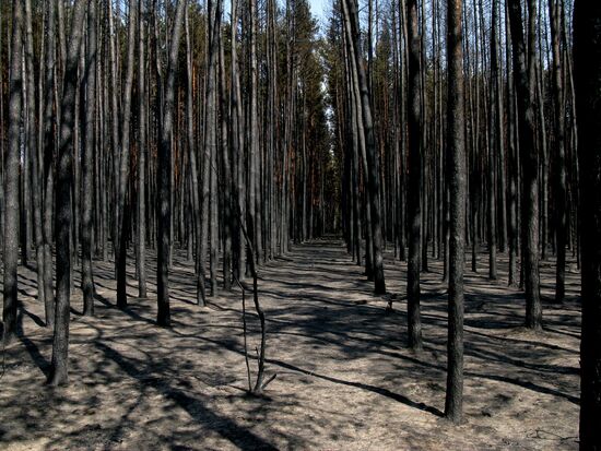 Forest after fire