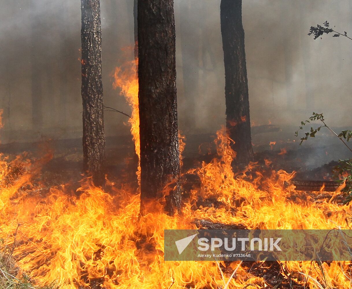 Forest fire ravaging near Sosnovy Bor village in Voronezh Region