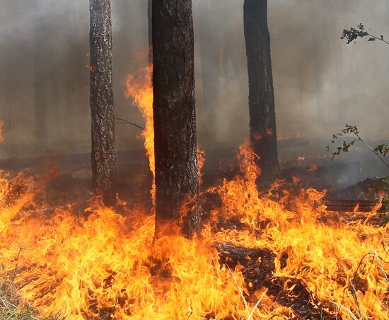 Forest fire ravaging near Sosnovy Bor village in Voronezh Region