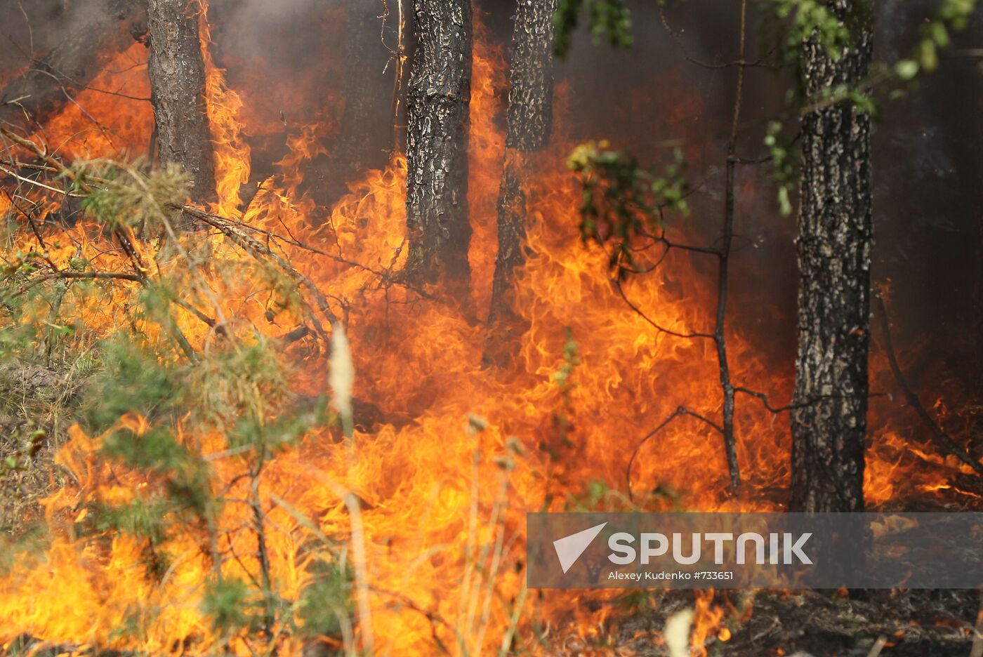 Forest fire ravaging near Sosnovy Bor village in Voronezh Region