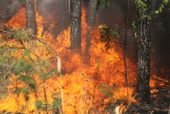 Forest fire ravaging near Sosnovy Bor village in Voronezh Region