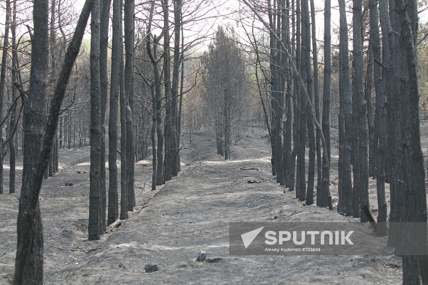 Trees burnt out in massive fire near village of Shuberskoye