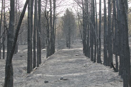 Trees burnt out in massive fire near village of Shuberskoye