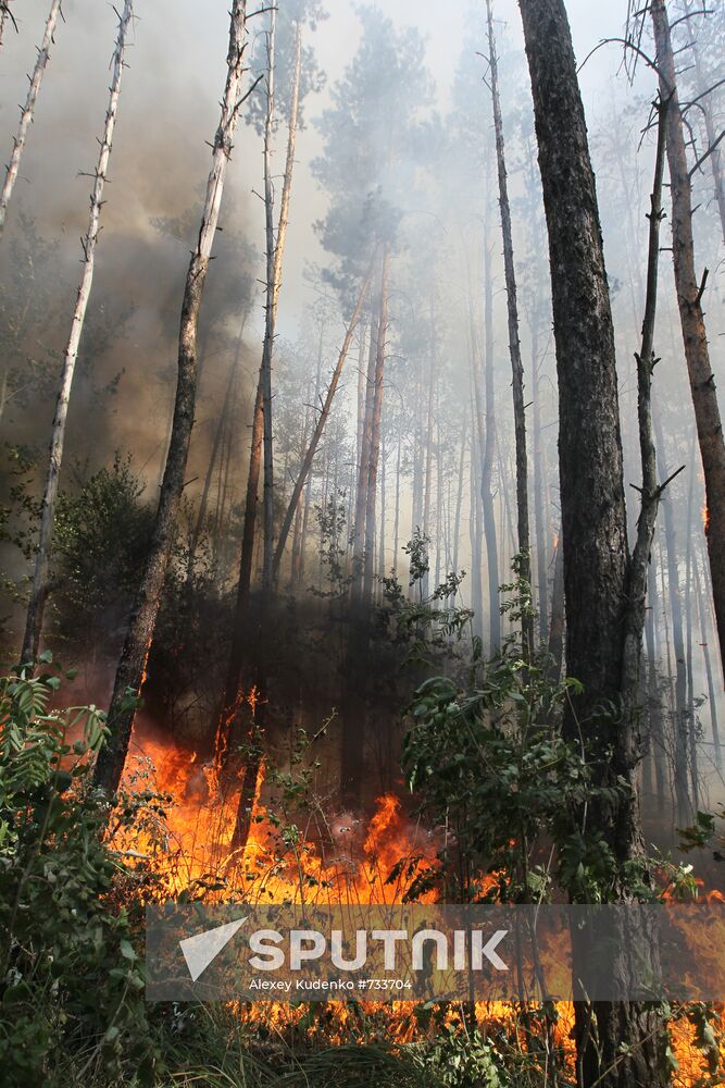 Forest fire ravaging near Sosnovy Bor village in Voronezh Region