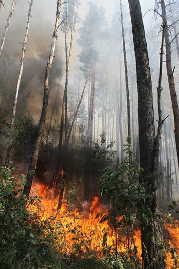 Forest fire ravaging near Sosnovy Bor village in Voronezh Region