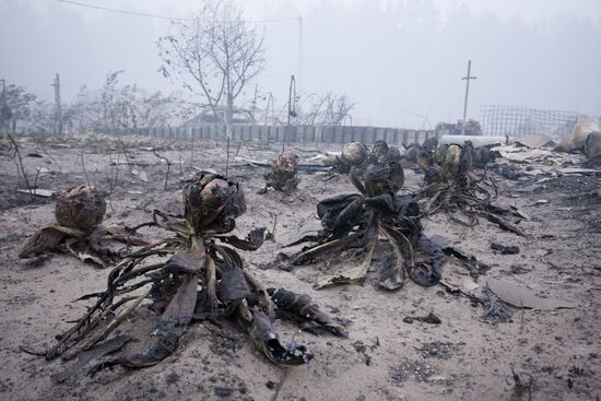 Ryazan Region hit by massive wildfires