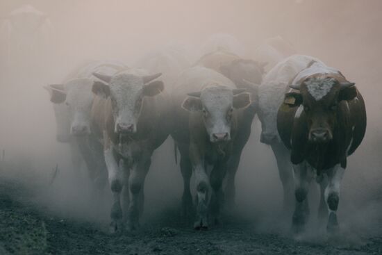 Livestock evacuated from Vilya village amid massive wildfires