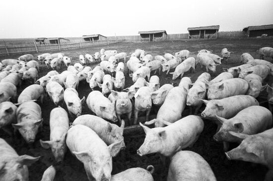 Pig farm