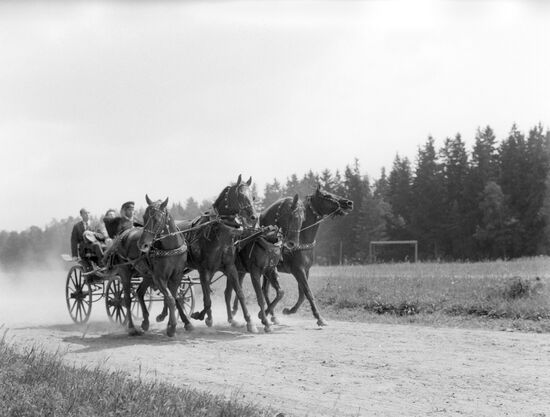 Don horses