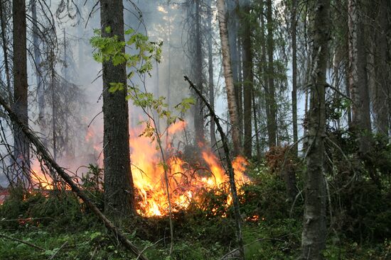 Wildfires in Gainy District, Perm Territory