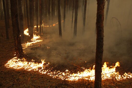 Surface fire in Nizhny Novgorod Region