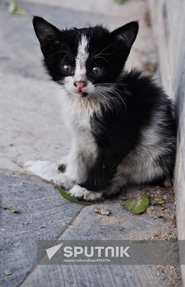 Homeless kitten