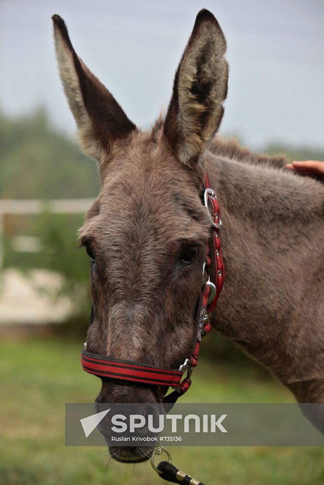 Donkey Anapka at Kremlin equestrian school
