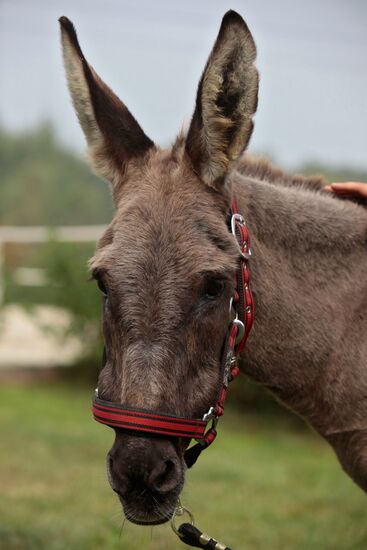 Donkey Anapka at Kremlin equestrian school