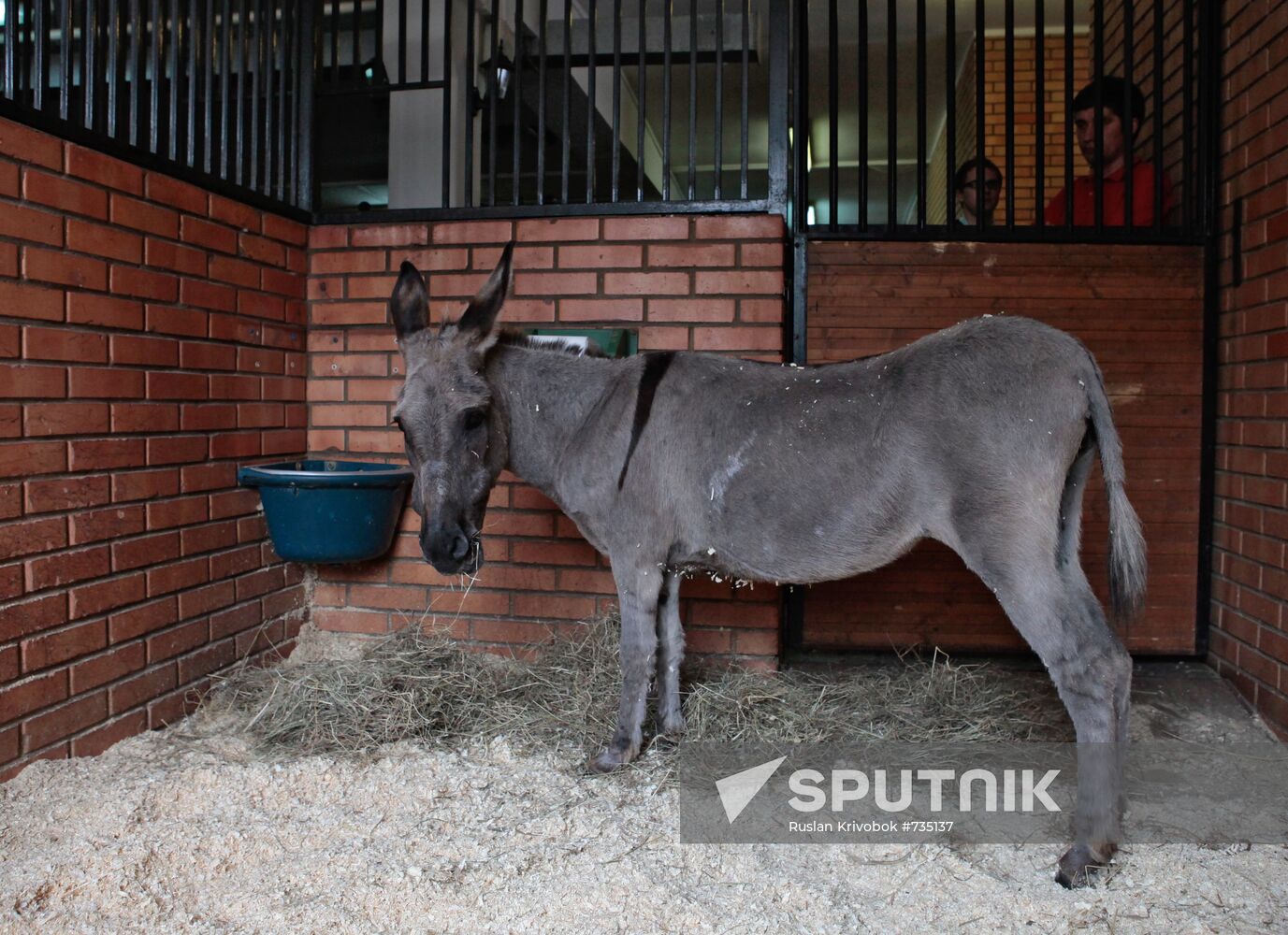 Donkey Anapka at Kremlin equestrian school