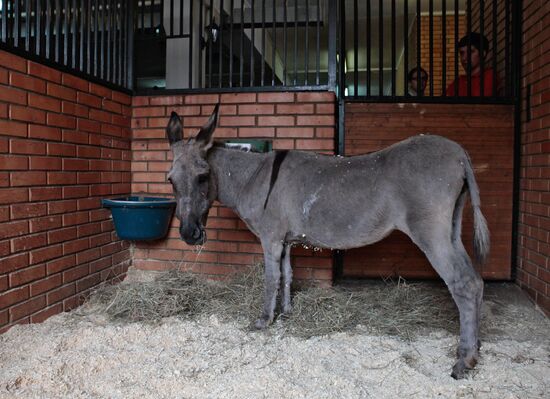 Donkey Anapka at Kremlin equestrian school