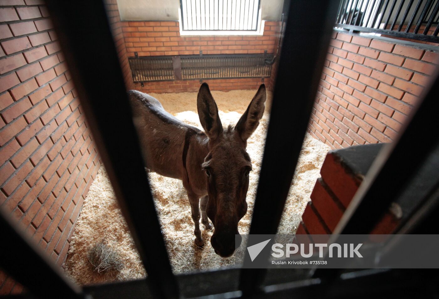 Donkey Anapka at Kremlin equestrian school