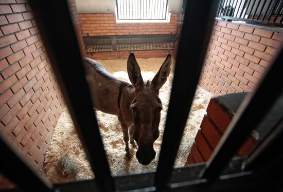 Donkey Anapka at Kremlin equestrian school