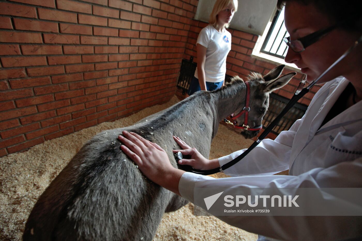 Donkey Anapka at Kremlin equestrian school