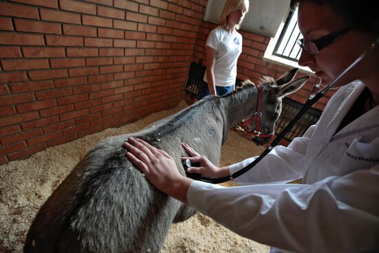 Donkey Anapka at Kremlin equestrian school