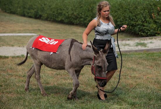 Donkey Anapka at Kremlin equestrian school