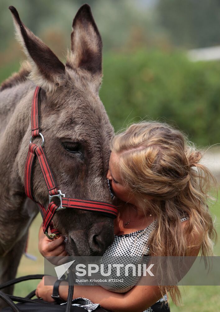 Donkey Anapka at Kremlin equestrian school