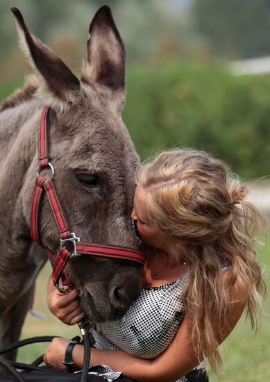 Donkey Anapka at Kremlin equestrian school
