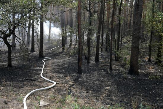 Fire crews battle forest fires in Voronezh Region