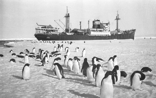 Penguins at Depot Bay