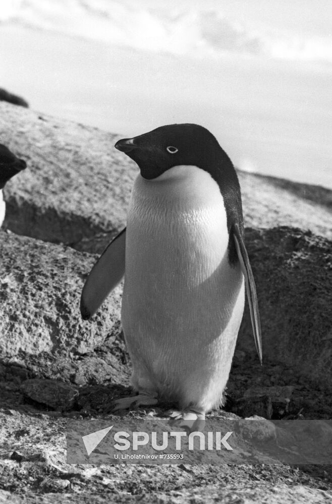 Adelie penguin