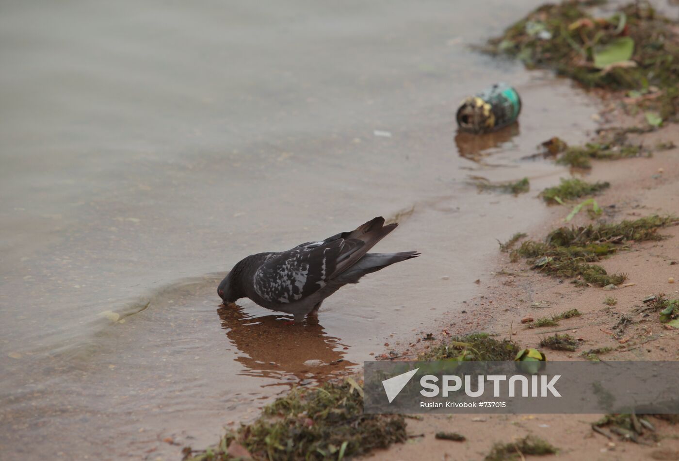 Polluted beach in Strogino