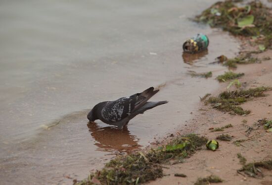 Polluted beach in Strogino