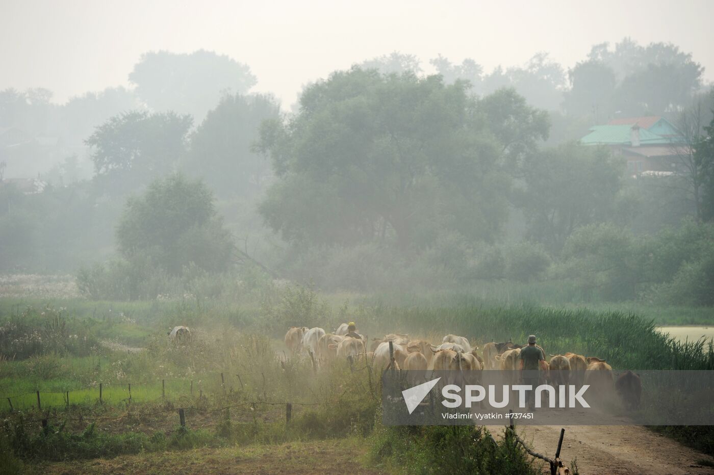 Shepherd with cattle in Vladimir Region