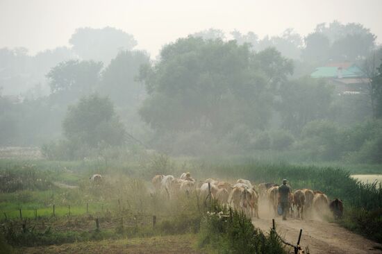 Shepherd with cattle in Vladimir Region