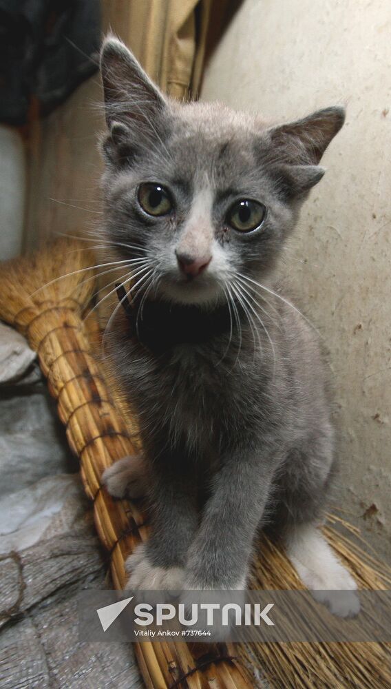 Kitten with four ears, called Luntik, from Vladivostok