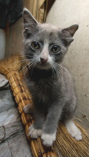 Kitten with four ears, called Luntik, from Vladivostok