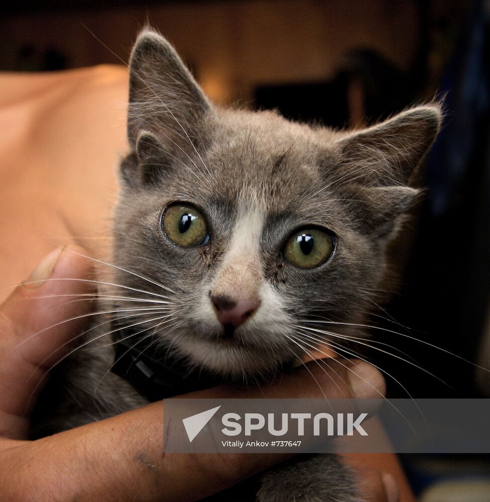 Kitten with four ears, called Luntik, from Vladivostok
